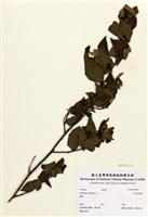 藏品(西印度櫻桃)的圖片